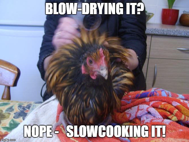 blow-drying chicken | BLOW-DRYING IT? NOPE - 
 SLOWCOOKING IT! | image tagged in blow-drying,cooking chicken,funny chicken,funny bird,poultry,feathers | made w/ Imgflip meme maker