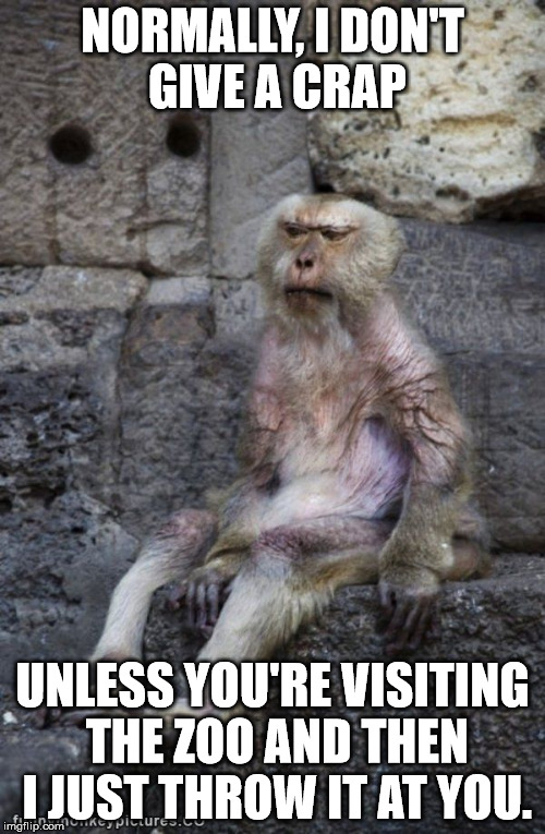 Monkey | NORMALLY, I DON'T GIVE A CRAP; UNLESS YOU'RE VISITING THE ZOO AND THEN I JUST THROW IT AT YOU. | image tagged in monkey | made w/ Imgflip meme maker