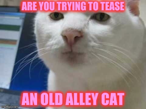 ARE YOU TRYING TO TEASE AN OLD ALLEY CAT | made w/ Imgflip meme maker