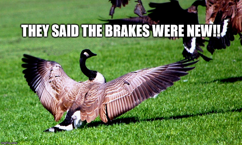 Goose Brakes | THEY SAID THE BRAKES WERE NEW!! | image tagged in wildlife,geese,no brakes | made w/ Imgflip meme maker