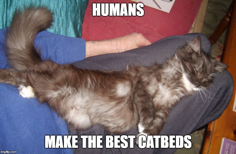Relaxed Cat | HUMANS; MAKE THE BEST CATBEDS | image tagged in funny cat,cat,relaxed,furry,cute cat | made w/ Imgflip meme maker