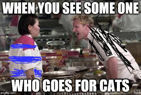 Angry Chef Gordon Ramsay | WHEN YOU SEE SOME ONE; WHO GOES FOR CATS | image tagged in memes,angry chef gordon ramsay | made w/ Imgflip meme maker