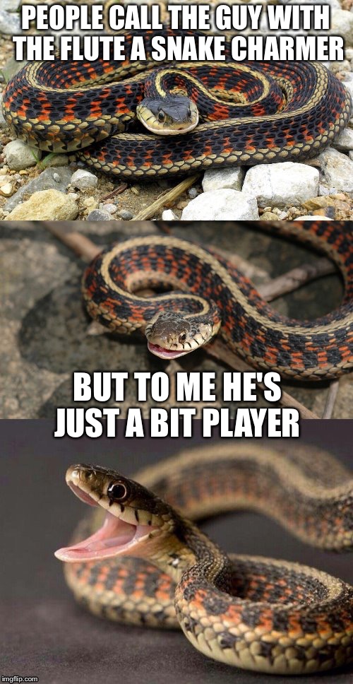 Snake Puns | PEOPLE CALL THE GUY WITH THE FLUTE A SNAKE CHARMER; BUT TO ME HE'S JUST A BIT PLAYER | image tagged in snake puns,memes,bad puns | made w/ Imgflip meme maker