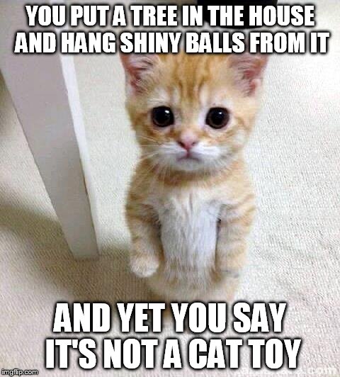 Cute Cat | YOU PUT A TREE IN THE HOUSE AND HANG SHINY BALLS FROM IT; AND YET YOU SAY IT'S NOT A CAT TOY | image tagged in memes,cute cat | made w/ Imgflip meme maker