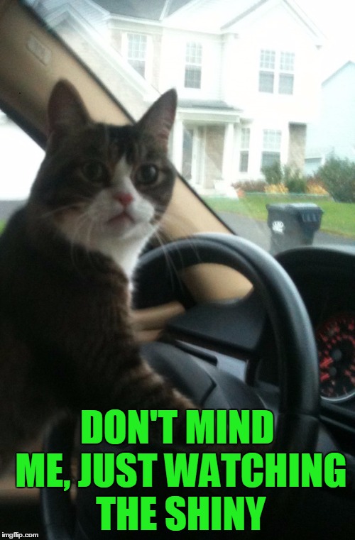 JoJo The Driving Cat | DON'T MIND ME, JUST WATCHING THE SHINY | image tagged in jojo the driving cat | made w/ Imgflip meme maker