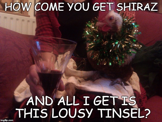 shiraz & tinsel | HOW COME YOU GET SHIRAZ; AND ALL I GET IS THIS LOUSY TINSEL? | image tagged in xmas chicken,tinsel chicken,funny chicken | made w/ Imgflip meme maker