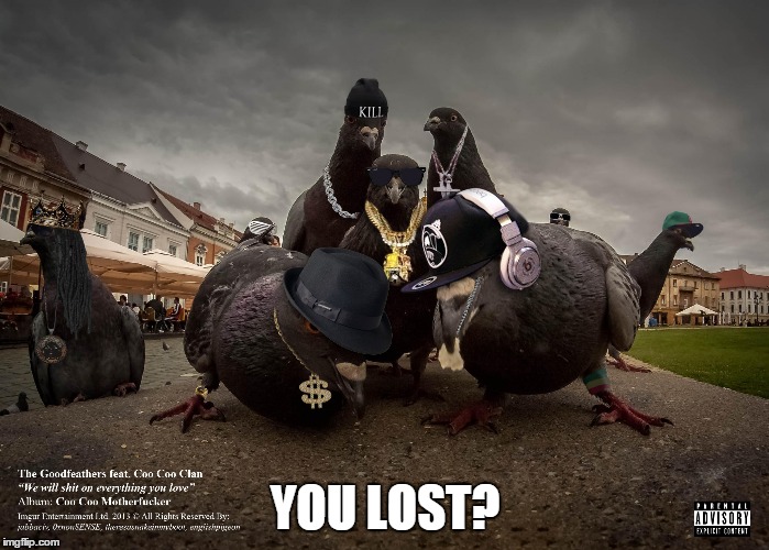 Gangsta Pigeons | YOU LOST? | image tagged in gangsta pigeons | made w/ Imgflip meme maker