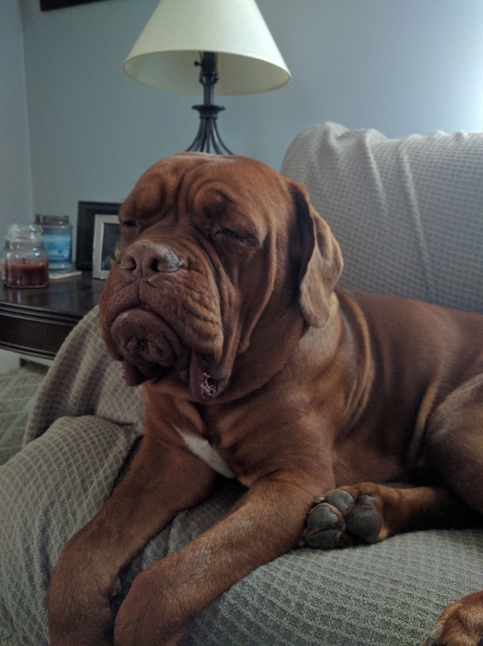 Sleepy Mastiff Blank Meme Template