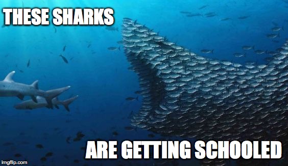 Fish Teamwork |  THESE SHARKS; ARE GETTING SCHOOLED | image tagged in fish teamwork | made w/ Imgflip meme maker