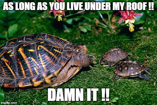 AS LONG AS YOU LIVE UNDER MY ROOF !! DAMN IT !! | image tagged in turtle lecture | made w/ Imgflip meme maker