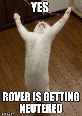 Evil cat | YES; ROVER IS GETTING NEUTERED | image tagged in evil cat | made w/ Imgflip meme maker