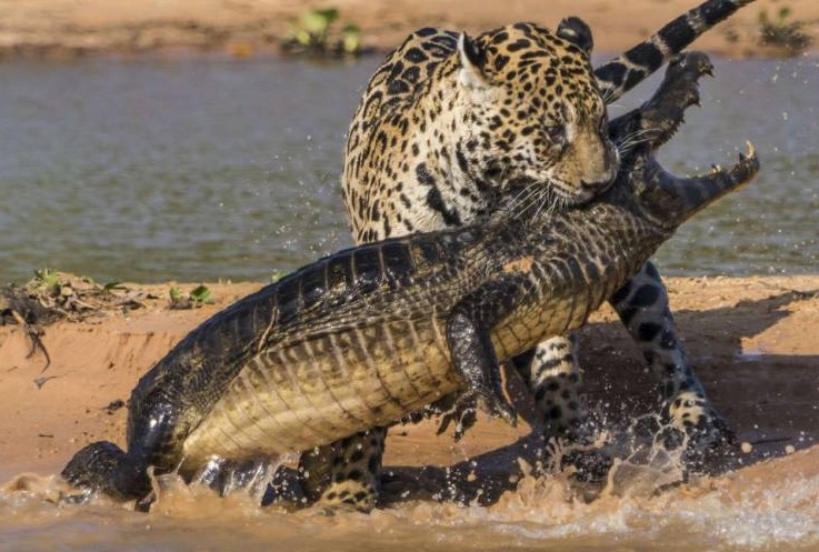 Jaguar vs Crocodile Blank Meme Template