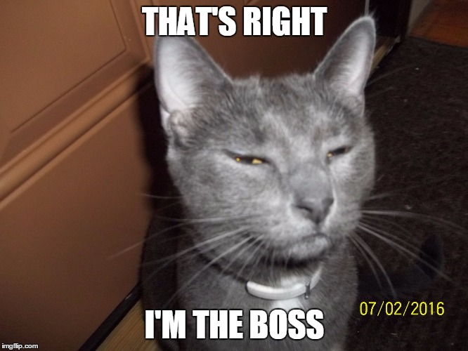 That's Right Cat | THAT'S RIGHT; I'M THE BOSS | image tagged in that's right cat | made w/ Imgflip meme maker