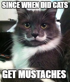 SINCE WHEN DID CATS GET MUSTACHES | made w/ Imgflip meme maker