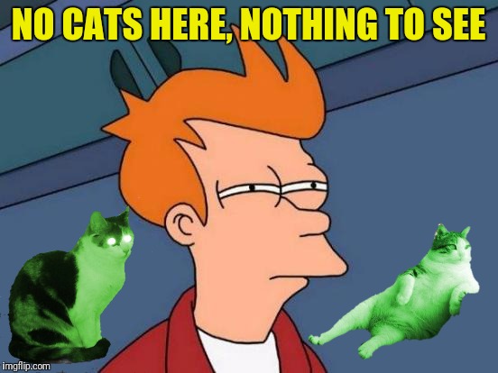 Futurama Fry Meme | NO CATS HERE, NOTHING TO SEE | image tagged in memes,futurama fry | made w/ Imgflip meme maker