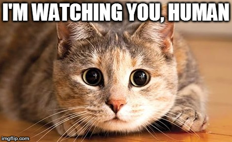 I'M WATCHING YOU, HUMAN | image tagged in i'm watching you | made w/ Imgflip meme maker