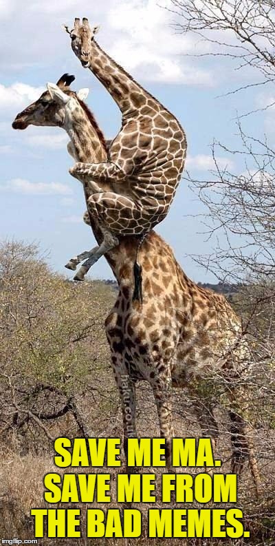Funny Giraffe | SAVE ME MA. SAVE ME FROM THE BAD MEMES. | image tagged in funny giraffe | made w/ Imgflip meme maker