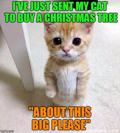 Cat Sized Trees, So Cute Right Now | I'VE JUST SENT MY CAT TO BUY A CHRISTMAS TREE; "ABOUT THIS BIG PLEASE" | image tagged in memes,cute cat,christmas,trees,mugatu so hot right now | made w/ Imgflip meme maker