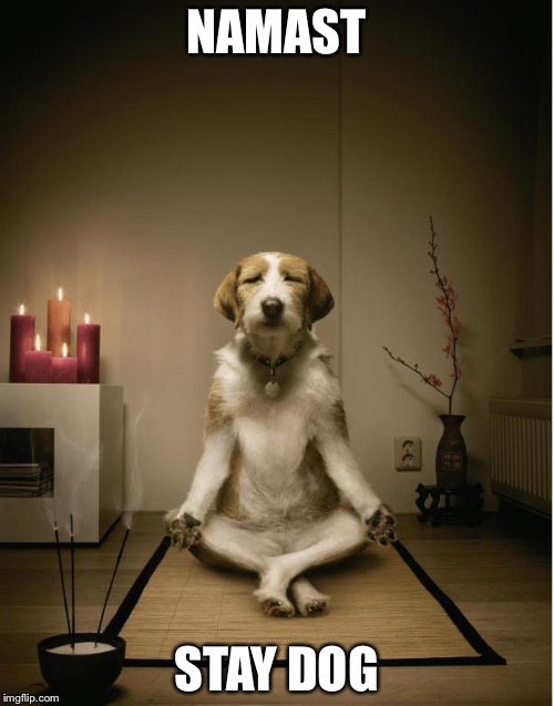 dog meditation funny | NAMAST; STAY DOG | image tagged in dog meditation funny | made w/ Imgflip meme maker