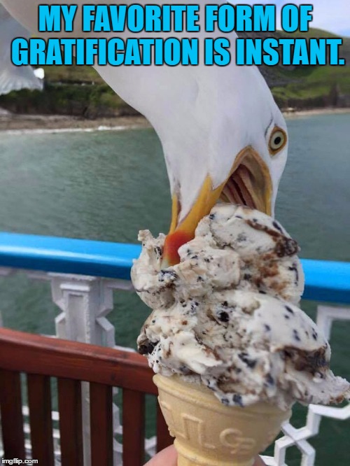 instant gratification | MY FAVORITE FORM OF GRATIFICATION IS INSTANT. | image tagged in greedy seagull,gratification,greedy,funny,funny memes | made w/ Imgflip meme maker