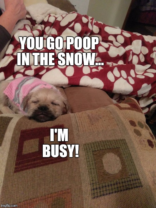 I'M BUSY! YOU GO POOP IN THE SNOW... | image tagged in zoey | made w/ Imgflip meme maker