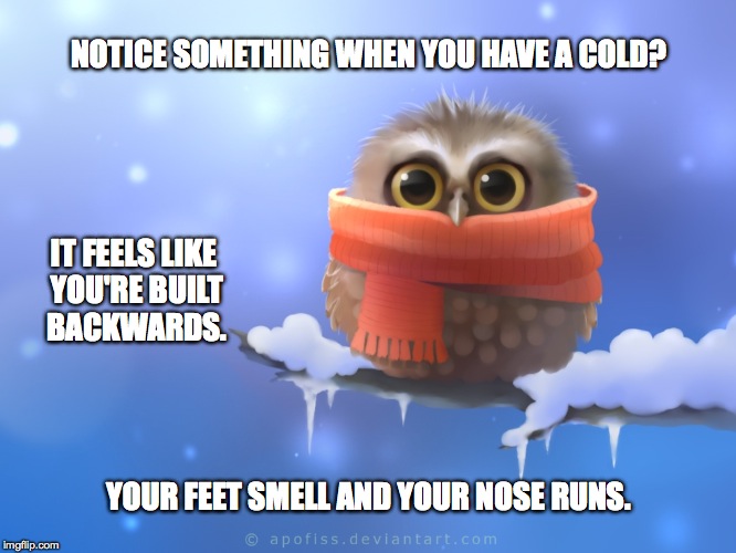 chilly owl | NOTICE SOMETHING WHEN YOU HAVE A COLD? IT FEELS LIKE YOU'RE BUILT BACKWARDS. YOUR FEET SMELL AND YOUR NOSE RUNS. | image tagged in got a cold | made w/ Imgflip meme maker