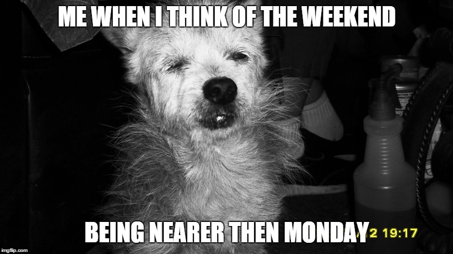 ME WHEN I THINK OF THE WEEKEND; BEING NEARER THEN MONDAY | image tagged in funny,funny dogs,i hate mondays,comedy | made w/ Imgflip meme maker