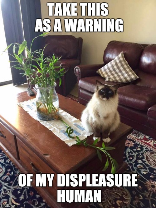Cat Warning | TAKE THIS AS A WARNING; OF MY DISPLEASURE HUMAN | image tagged in crazy cat,cats,funny cat memes,angry cat | made w/ Imgflip meme maker