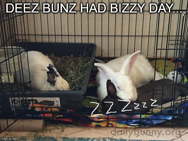 Bizzy | DEEZ BUNZ HAD BIZZY DAY... | image tagged in memes | made w/ Imgflip meme maker