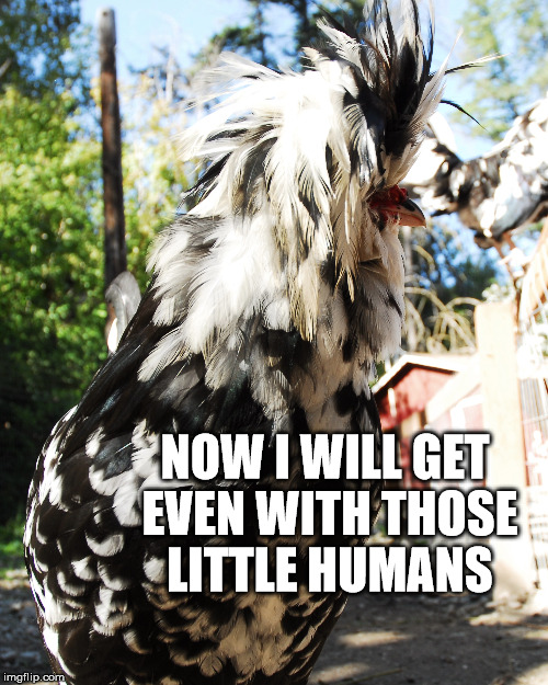 Giant Rooster Bad Hair day | NOW I WILL GET EVEN WITH THOSE LITTLE HUMANS | image tagged in giant rooster,bad hair day,revenge chicken | made w/ Imgflip meme maker