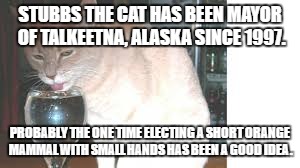 The Short Orange Mammal with Small Hands We Deserve | STUBBS THE CAT HAS BEEN MAYOR OF TALKEETNA, ALASKA SINCE 1997. PROBABLY THE ONE TIME ELECTING A SHORT ORANGE MAMMAL WITH SMALL HANDS HAS BEEN A GOOD IDEA. | image tagged in stubbs,donald trump,small hands,orange,president cheeto | made w/ Imgflip meme maker