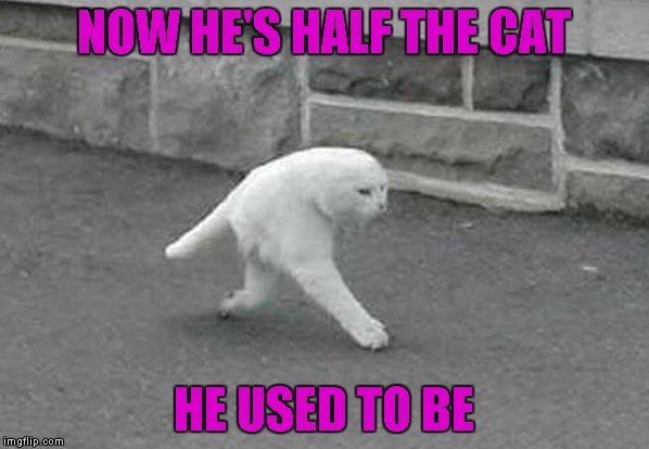 NOW HE'S HALF THE CAT HE USED TO BE | made w/ Imgflip meme maker