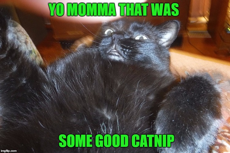 YO MOMMA THAT WAS; SOME GOOD CATNIP | image tagged in high on catnip | made w/ Imgflip meme maker