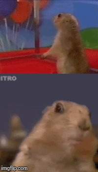 Dramatic Prarie dog Blank Meme Template