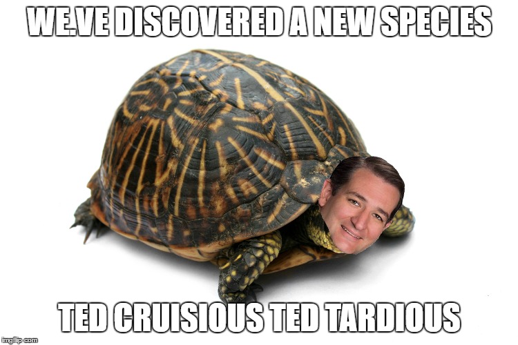 WE.VE DISCOVERED A NEW SPECIES; TED CRUISIOUS TED TARDIOUS | image tagged in help the retards,new turtle,yay | made w/ Imgflip meme maker