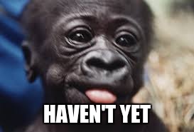 HAVEN'T YET | image tagged in baby gorilla sticking out tongue | made w/ Imgflip meme maker