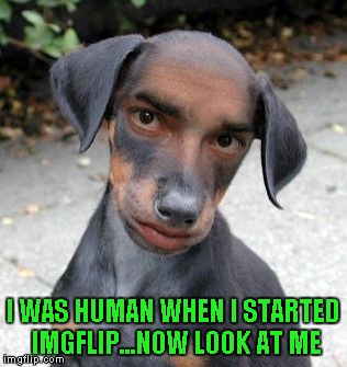See what prolonged imgflip exposure can do to you? | I WAS HUMAN WHEN I STARTED IMGFLIP...NOW LOOK AT ME | image tagged in dog human,memes,raydog,funny,dogs,imgflip users | made w/ Imgflip meme maker
