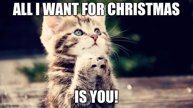 Praying cat | ALL I WANT FOR CHRISTMAS; IS YOU! | image tagged in praying cat | made w/ Imgflip meme maker