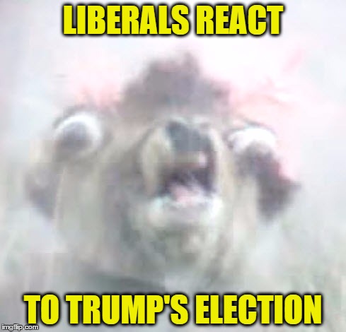 LIBERALS REACT; TO TRUMP'S ELECTION | image tagged in democrat,democrats,hillary,trump,trump 2016,donald trump approves | made w/ Imgflip meme maker