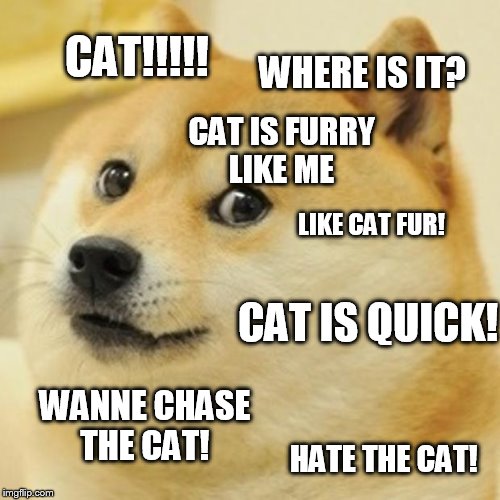 Doge |  CAT!!!!! WHERE IS IT? CAT IS FURRY LIKE ME; LIKE CAT FUR! CAT IS QUICK! WANNE CHASE THE CAT! HATE THE CAT! | image tagged in memes,doge | made w/ Imgflip meme maker