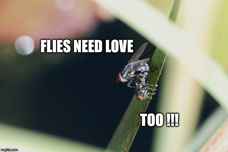 Flies need love too | FLIES NEED LOVE; TOO !!! | image tagged in fly love,insect porn | made w/ Imgflip meme maker