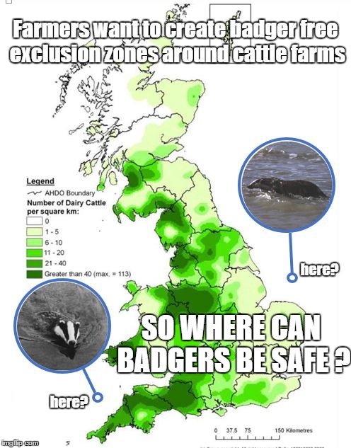 Where Now for Badgers ? | Farmers want to create badger free exclusion zones around cattle farms; here? SO WHERE CAN BADGERS BE SAFE ? here? | image tagged in badger,stop the cull,btb,10886 dead | made w/ Imgflip meme maker