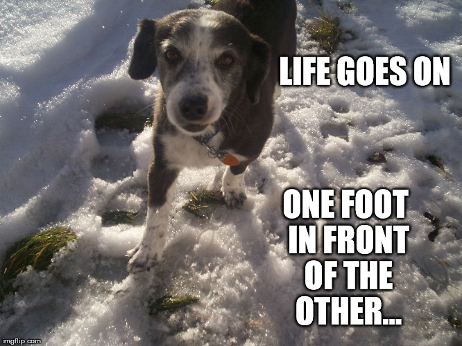 Old Dogs going on... | LIFE GOES ON; ONE FOOT IN FRONT OF THE OTHER... | image tagged in old dog,life is hard | made w/ Imgflip meme maker