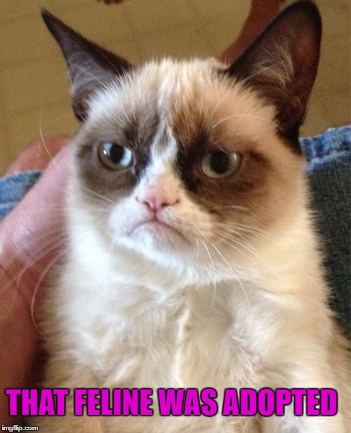 Grumpy Cat Meme | THAT FELINE WAS ADOPTED | image tagged in memes,grumpy cat | made w/ Imgflip meme maker