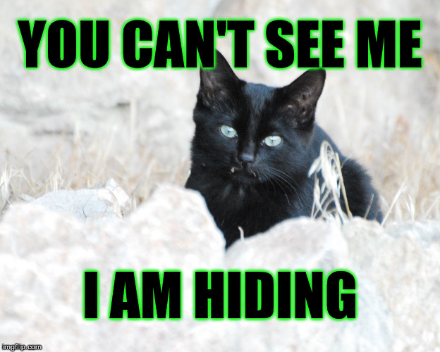 Well Hidden... | YOU CAN'T SEE ME; I AM HIDING | image tagged in cats,hiding | made w/ Imgflip meme maker