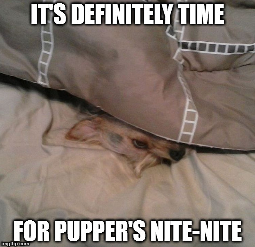 Pupper's Nite Nite | IT'S DEFINITELY TIME; FOR PUPPER'S NITE-NITE | image tagged in pets,puppy,puppers,aww | made w/ Imgflip meme maker