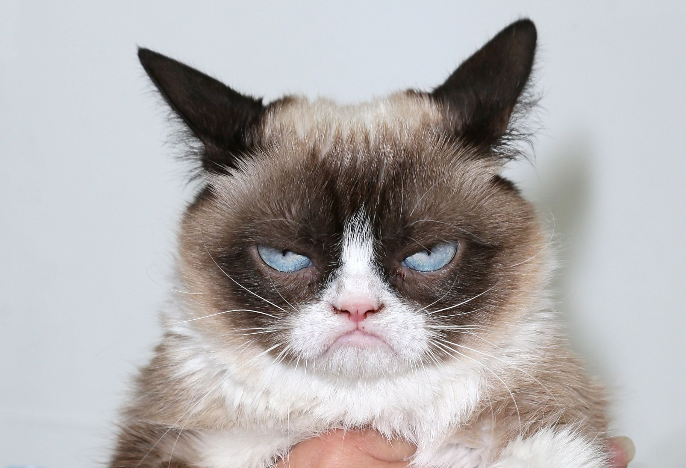 High Quality grumpy cat Blank Meme Template