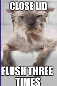 How to Baptiste your cat | CLOSE LID; FLUSH THREE TIMES | image tagged in wet cat,baptism baby,memes,funny,funny dogs | made w/ Imgflip meme maker