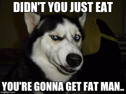 Funny Dog | DIDN'T YOU JUST EAT; YOU'RE GONNA GET FAT MAN.. | image tagged in funny dog | made w/ Imgflip meme maker