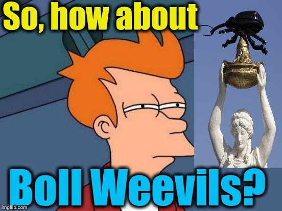Futurama Fry Meme | So, how about Boll Weevils? | image tagged in memes,futurama fry | made w/ Imgflip meme maker